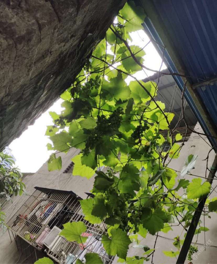 门口就结了青葡萄，出个门就可以摘一个放嘴里。-1.jpg
