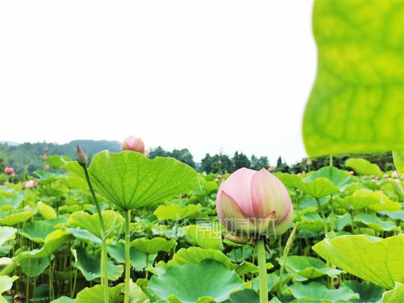 内自同城 | 好水养出好生态！古宇湖景区，来了还想再来！-4.jpeg