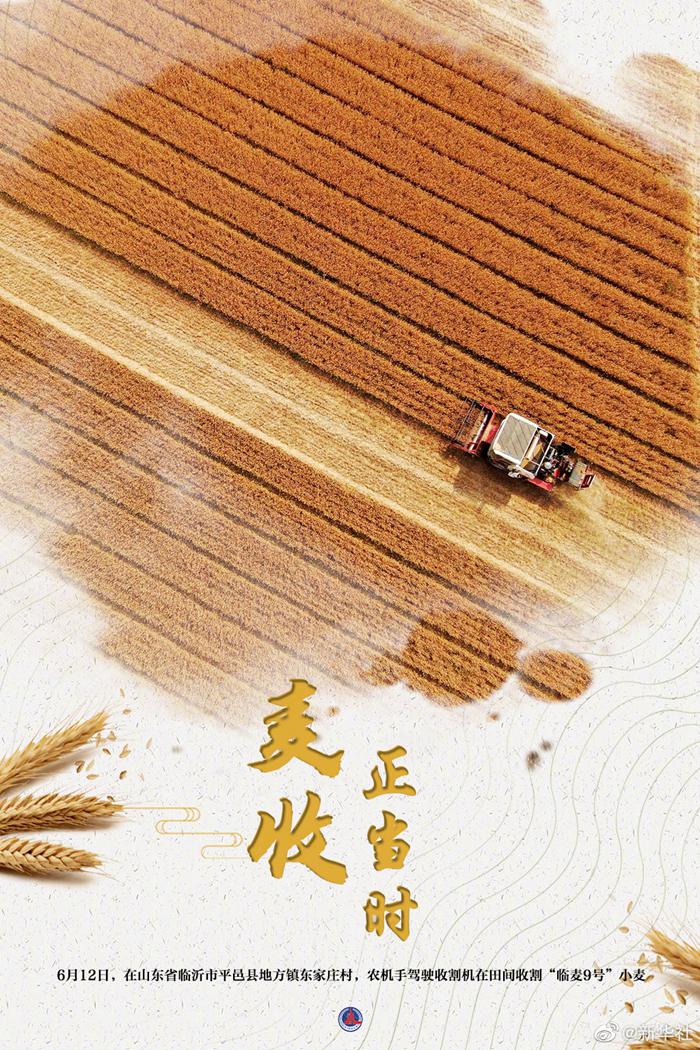 大国粮策丨麦香四溢！好一幅麦收全景图-4.jpeg