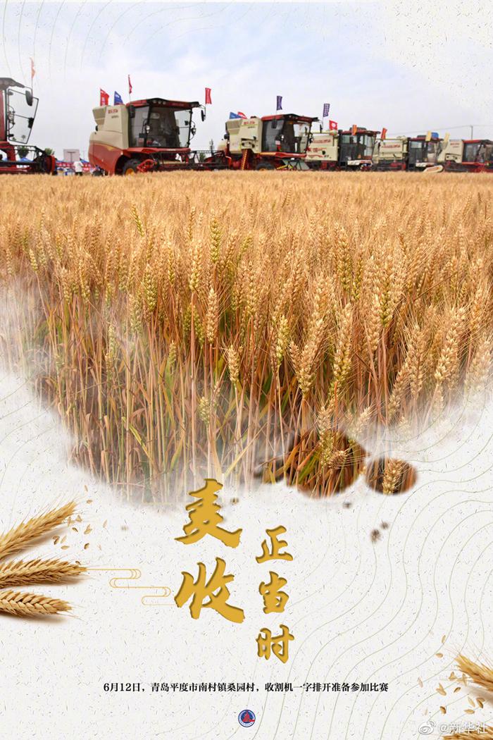 大国粮策丨麦香四溢！好一幅麦收全景图-9.jpeg