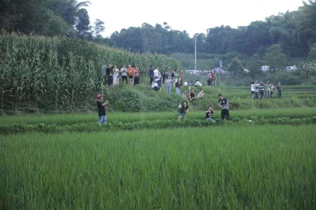 四川一村庄内现“白色烟雾”？专家：疑为摇蚊聚集，对人无害-4.jpg