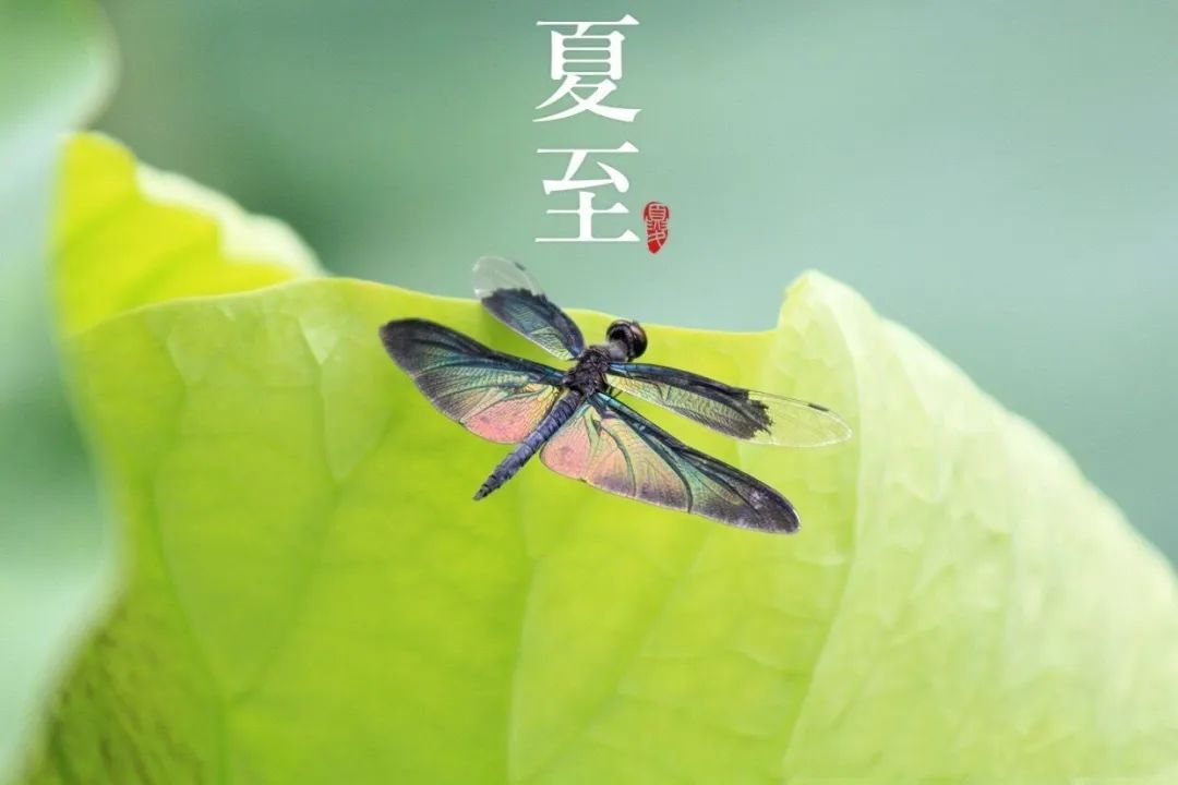 夏至已至，最近天气有点“内卷”！-1.jpg