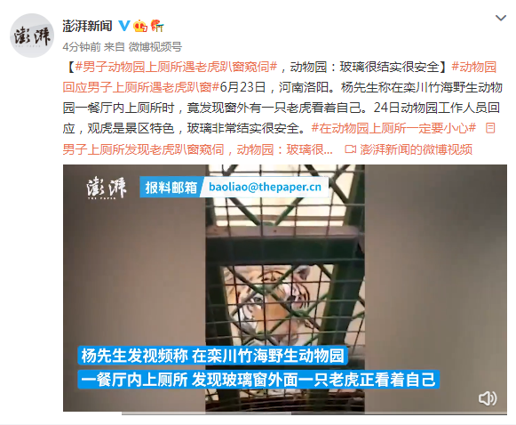 男子动物园上厕所遇老虎趴窗窥伺，动物园：玻璃很结实很安全-2.jpg