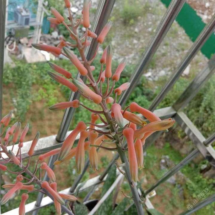 有人见过芦荟开花没？我是第一次见！-1.jpg