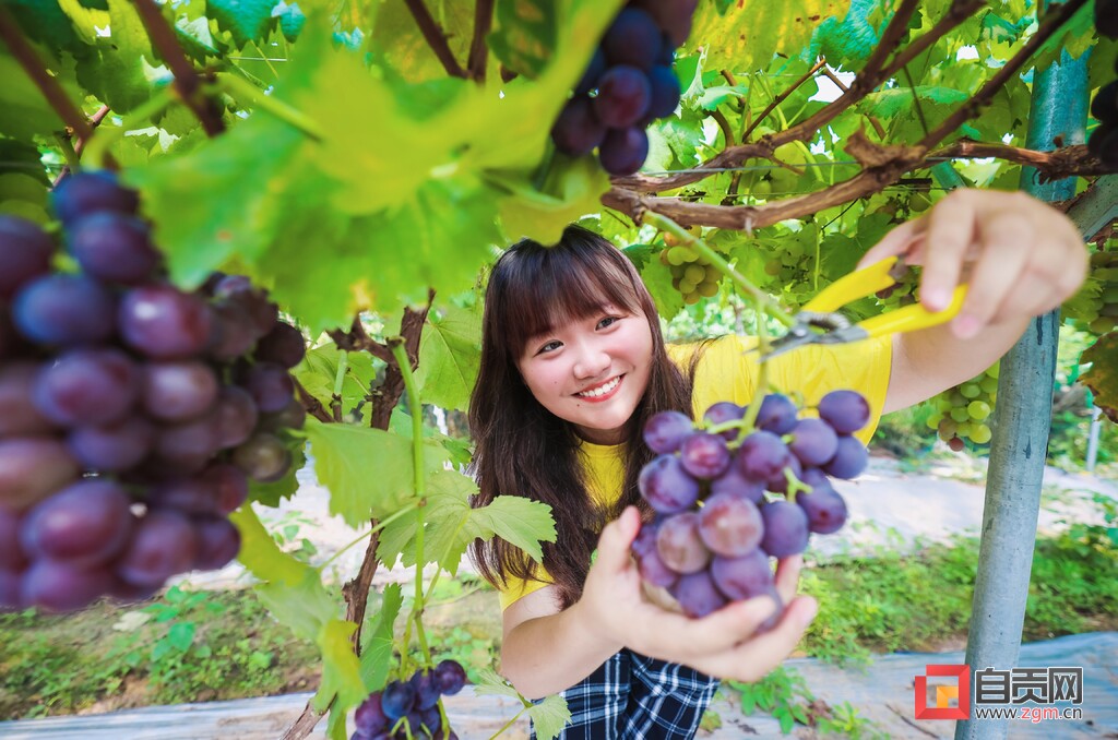 图片新闻 | 自贡：葡萄味的夏天-2.jpg