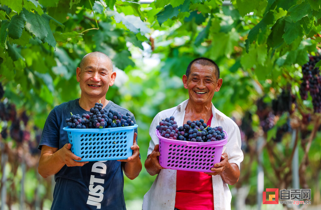 图片新闻 | 自贡：葡萄味的夏天-6.jpg