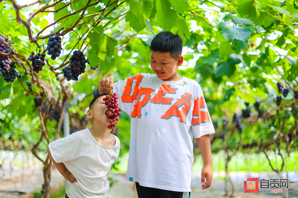 图片新闻 | 自贡：葡萄味的夏天-7.jpg