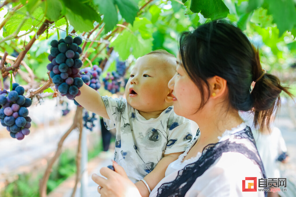 图片新闻 | 自贡：葡萄味的夏天-8.jpg