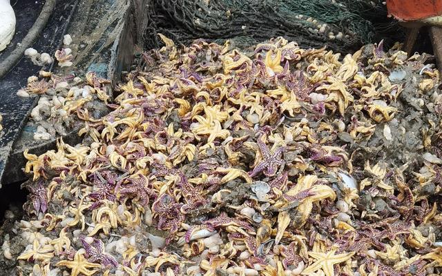 “白泥蚂”大举入侵青岛海域，“海底蝗虫”仍有谜团未解-2.jpg
