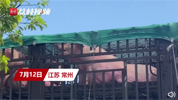 两车生猪途经江苏差点热熟 网友称差点成红烧肉：实测江苏气温 温度计爆表-1.png