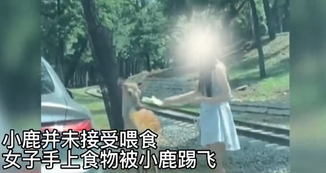 女生动物园下车喂鹿被踢 工作人员：与她自身素质有关-1.png