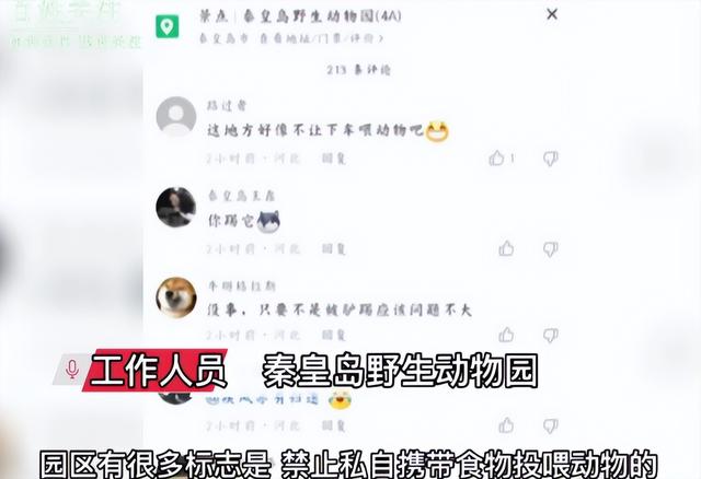 女生动物园下车喂鹿被踢 工作人员：与她自身素质有关-3.jpeg