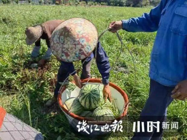 杭州一社区20天吃掉1万斤西瓜 “吃瓜群众”第一名：20多天买了40多个-3.jpg