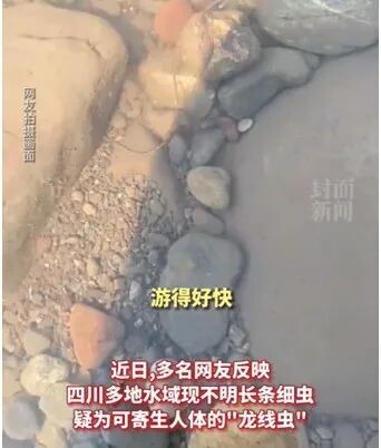四川多地水域出现“龙线虫”？官方回应！-1.jpg