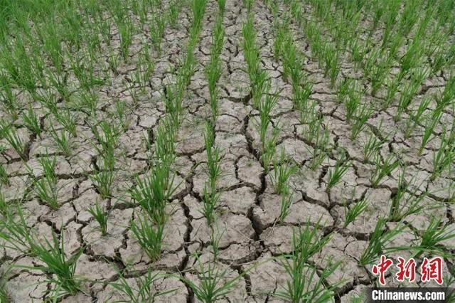 多地旱情引关注，会引发粮价、菜价上涨吗？-2.jpg