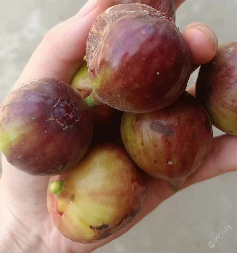 这炎热的天气，能看到家门口的无花果结果也是份奢侈-1.jpg