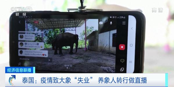游客数大降！泰国大象“失业”了-1.jpg