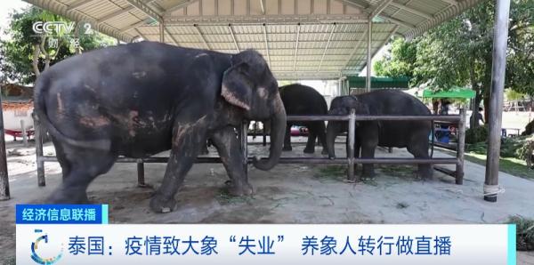 游客数大降！泰国大象“失业”了-3.jpg