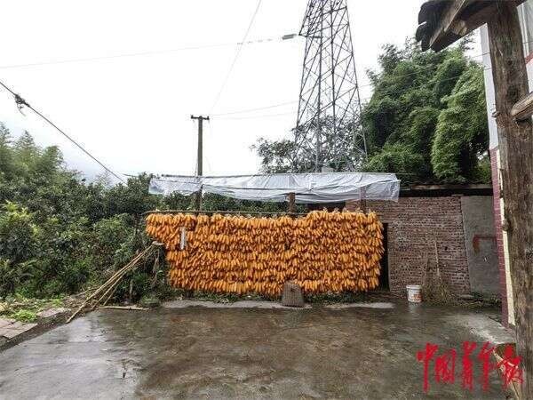 她和76只羊消失在了地震中-2.jpg