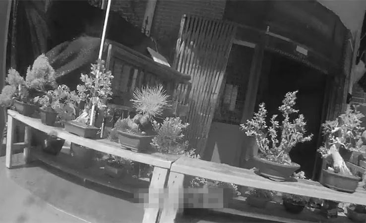 偷花？门口花太美，惹粉衣女子起了贼心，直接将花偷走-1.jpg