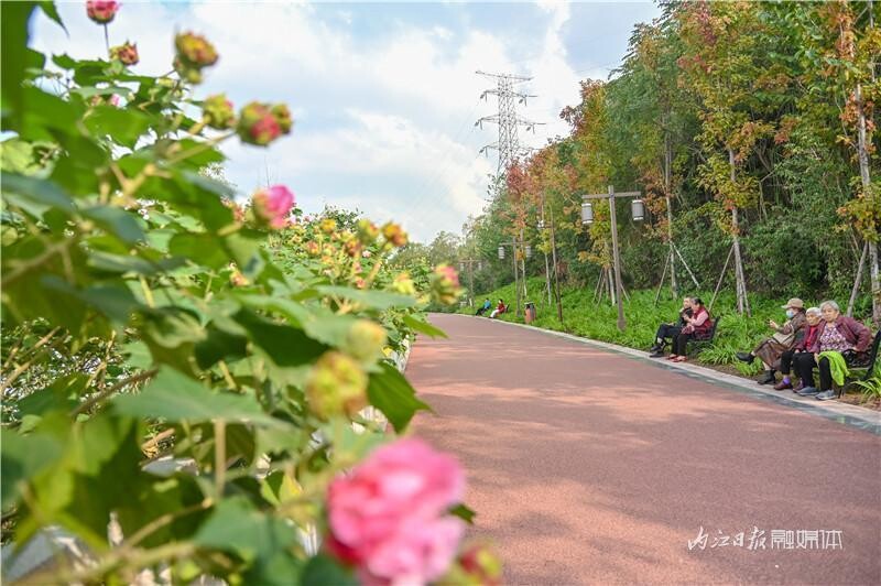 同自同城 | 长约1公里！内江有条“芙蓉花道”-1.jpeg