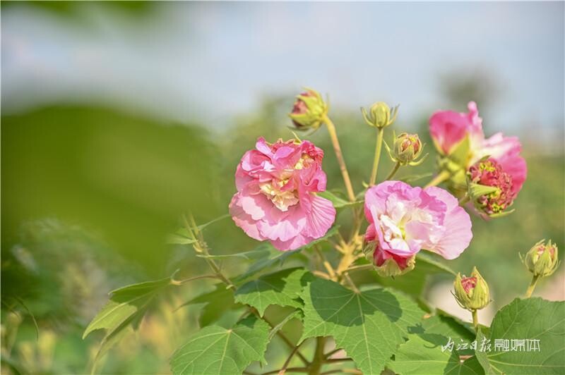 同自同城 | 长约1公里！内江有条“芙蓉花道”-2.jpeg