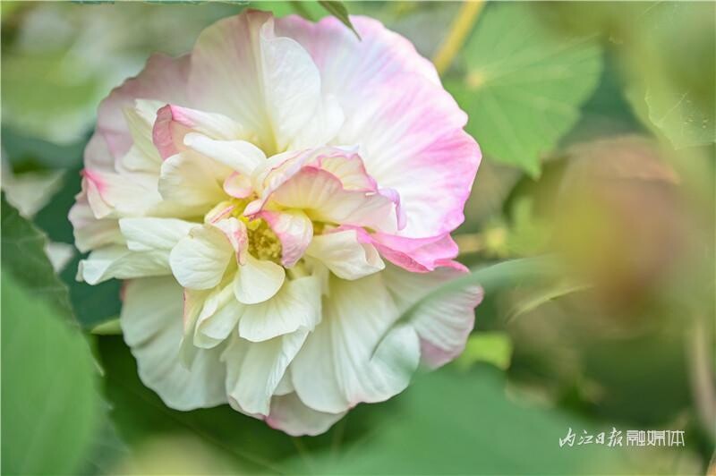同自同城 | 长约1公里！内江有条“芙蓉花道”-3.jpeg