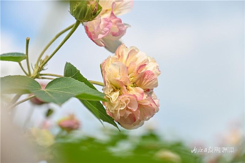 同自同城 | 长约1公里！内江有条“芙蓉花道”-4.jpeg
