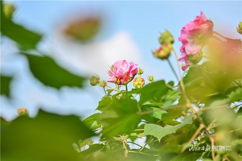 同自同城 | 长约1公里！内江有条“芙蓉花道”-5.jpeg