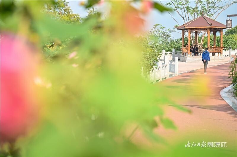 同自同城 | 长约1公里！内江有条“芙蓉花道”-6.jpeg