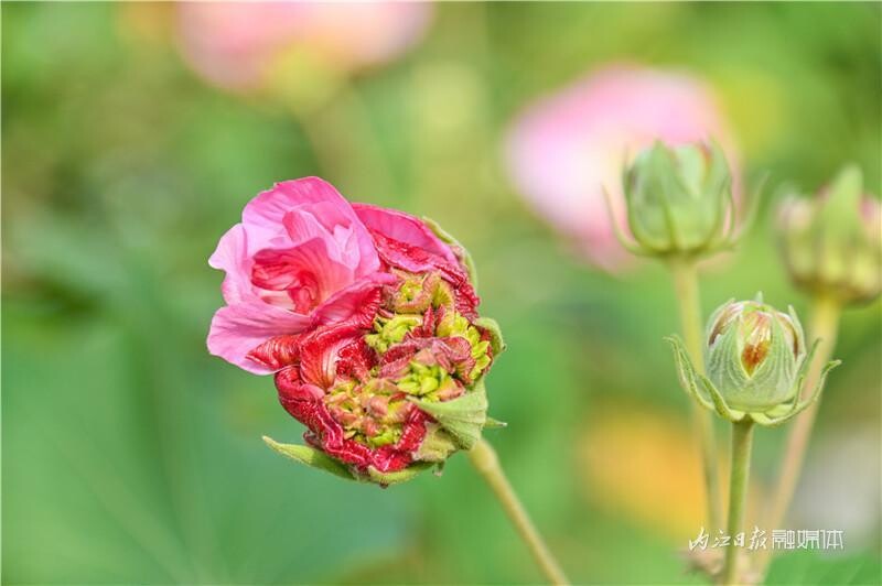 同自同城 | 长约1公里！内江有条“芙蓉花道”-7.jpeg