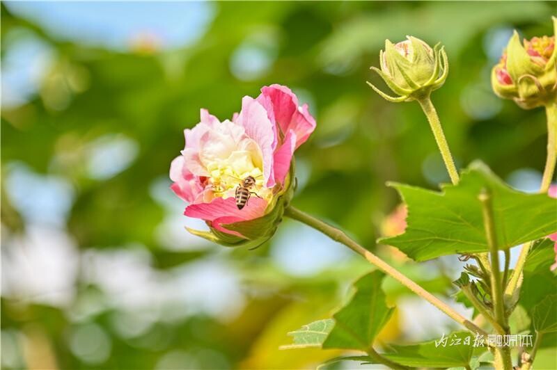 同自同城 | 长约1公里！内江有条“芙蓉花道”-8.jpeg