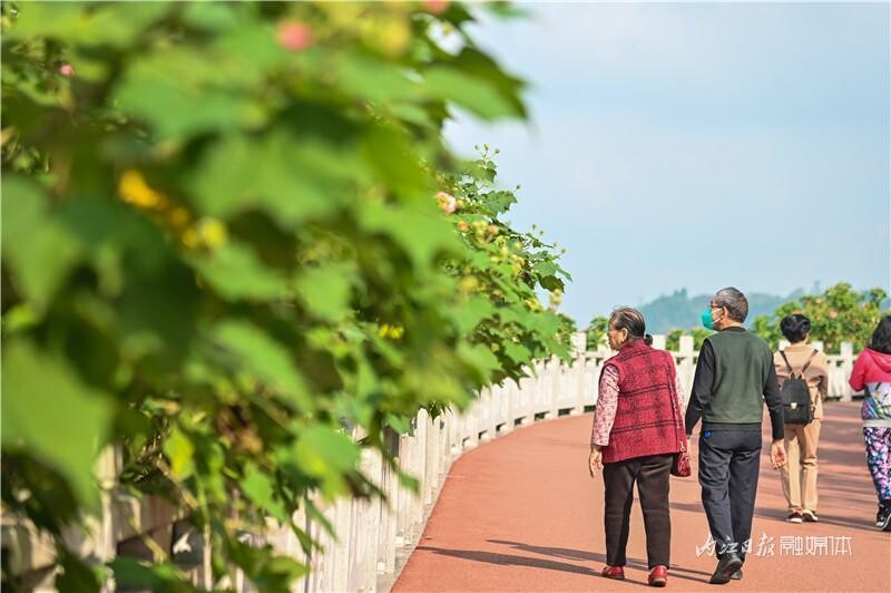 同自同城 | 长约1公里！内江有条“芙蓉花道”-10.jpeg