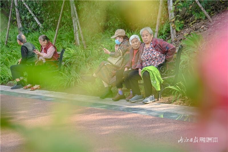 同自同城 | 长约1公里！内江有条“芙蓉花道”-13.jpeg