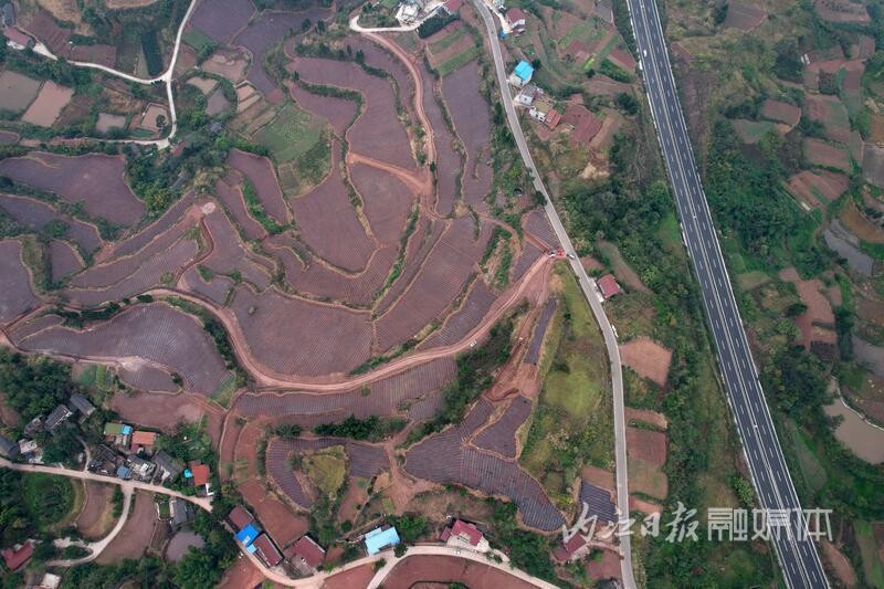 内自同城 | 1.79万亩！内江东兴区撂荒地变成“致富地”-2.jpg