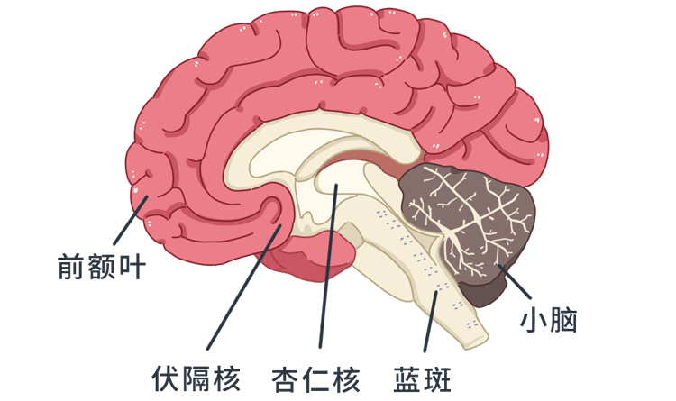 玻璃心和你的童年创伤有关-2.png