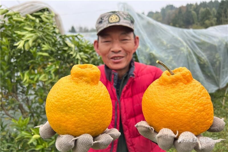 内自同城 | 抿甜！内江这里的耙耙柑熟了！-1.jpg