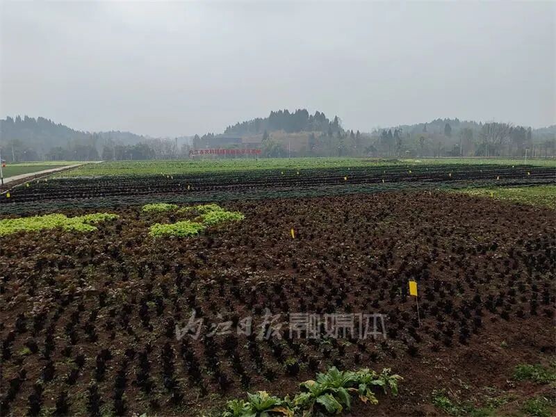 内自同城 | 啥子菜这么稀奇？内江这片菜地竟引来游客打卡-2.jpg