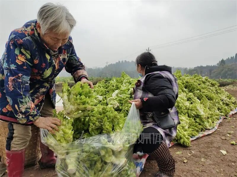 内自同城 | 啥子菜这么稀奇？内江这片菜地竟引来游客打卡-5.jpg