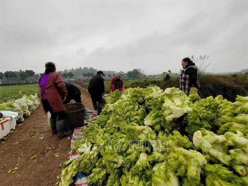 内自同城 | 啥子菜这么稀奇？内江这片菜地竟引来游客打卡-6.jpg