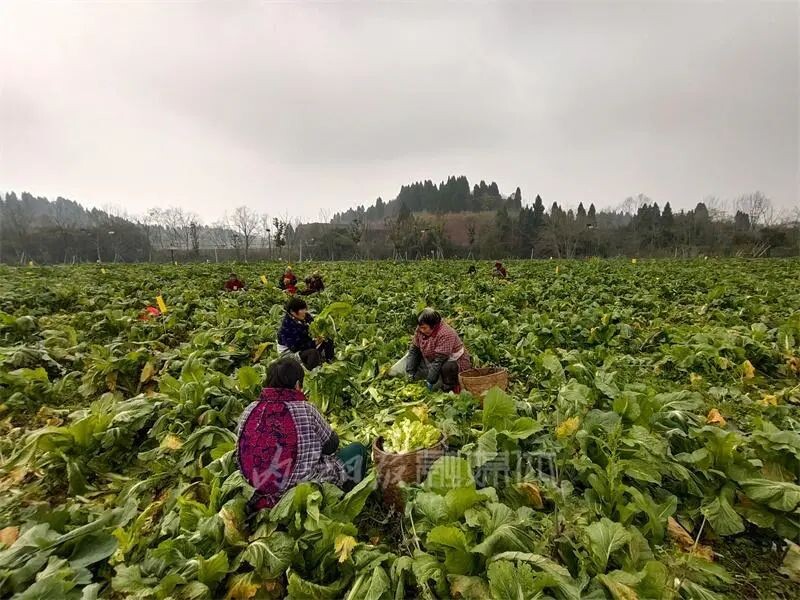 内自同城 | 啥子菜这么稀奇？内江这片菜地竟引来游客打卡-3.jpg