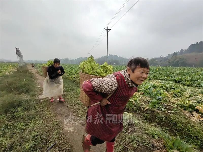 内自同城 | 啥子菜这么稀奇？内江这片菜地竟引来游客打卡-4.jpg