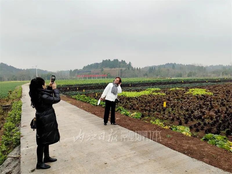 内自同城 | 啥子菜这么稀奇？内江这片菜地竟引来游客打卡-1.jpg