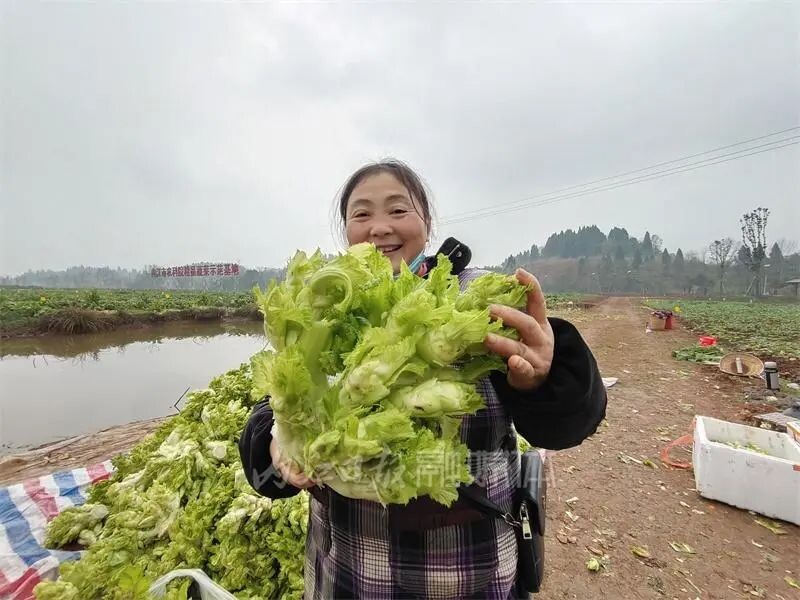 内自同城 | 啥子菜这么稀奇？内江这片菜地竟引来游客打卡-7.jpg