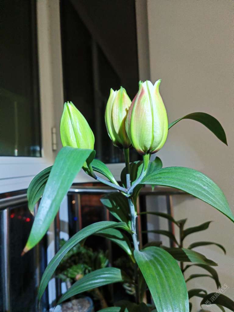 喜欢的花花草草也是用心在灌溉-1.jpg