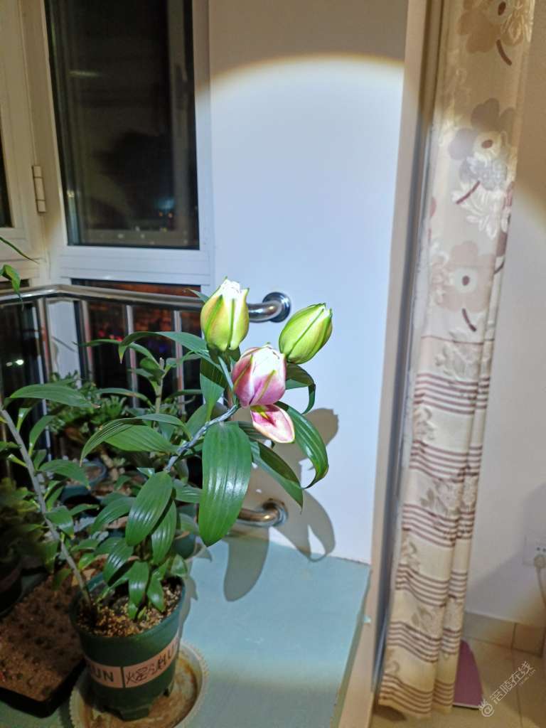 喜欢的花花草草也是用心在灌溉-2.jpg