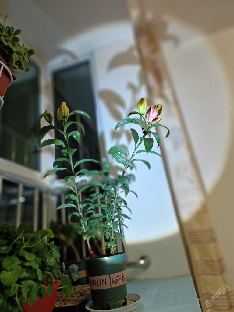 喜欢的花花草草也是用心在灌溉-3.jpg