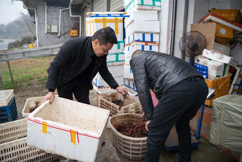 内自同城|内江，开跑！隆昌早春稻田虾“乘机”上市 率先冲进江浙沪餐桌-1.jpg