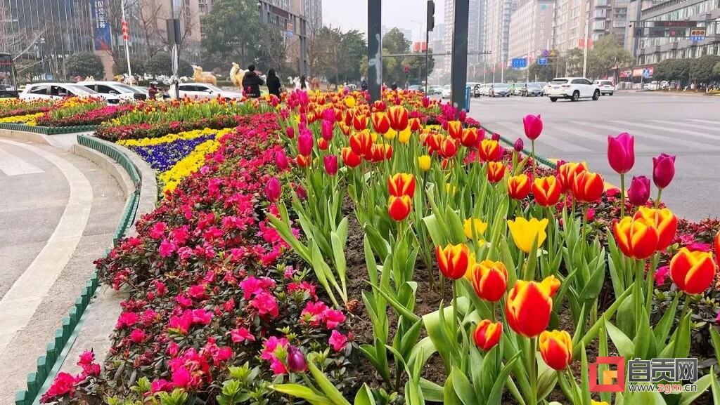 花样浪漫！9000余株郁金香扮靓高新区街头-1.jpg