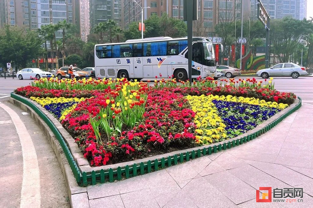 花样浪漫！9000余株郁金香扮靓高新区街头-2.jpg